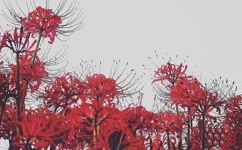 Red spider lilies against a pale grey sky